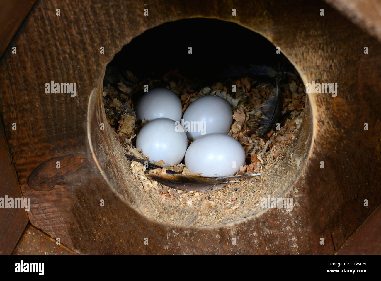 Civetta (Athene noctua). Frizione abbandonati in owl scatola di nidificazione. Germania Foto Stock