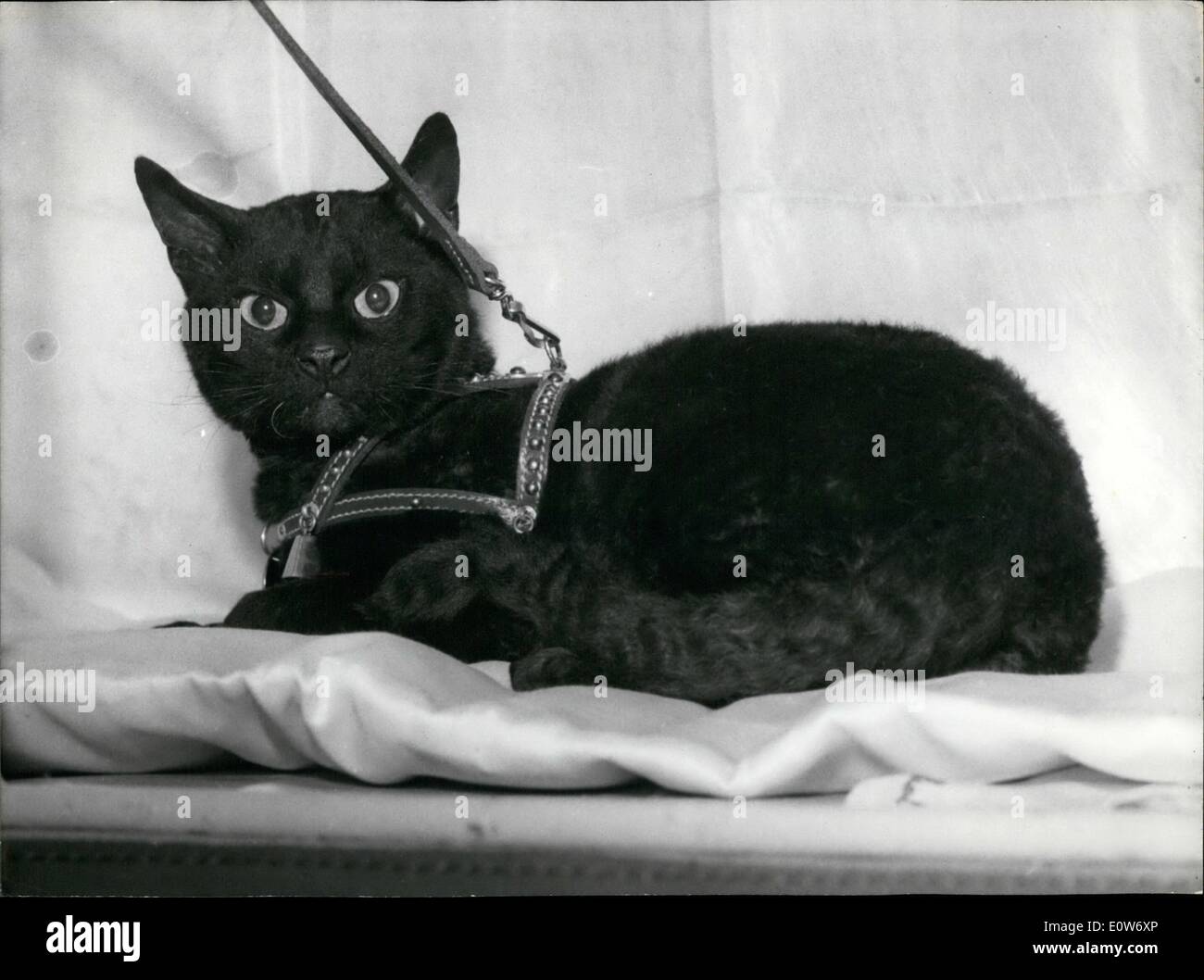 Ottobre 10, 1961 - ''Marco'' il gatto nero ha scelto la libertà: ''Marco'', il nero fleeced cat del ''Rex'' gara, è la No.1 di attrazione del gatto mostrano appena aperto presso l'Hotel Continental, Parigi. Marco la sua fama è dovuto non soltanto per la sua gara. La sua storia è piuttosto inusuale. Marco appartiene a un professore tedesco che vivono nella Germania orientale. Il suo titolare ha deciso di mostrare Marco a Parigi Cat Visualizza Foto Stock