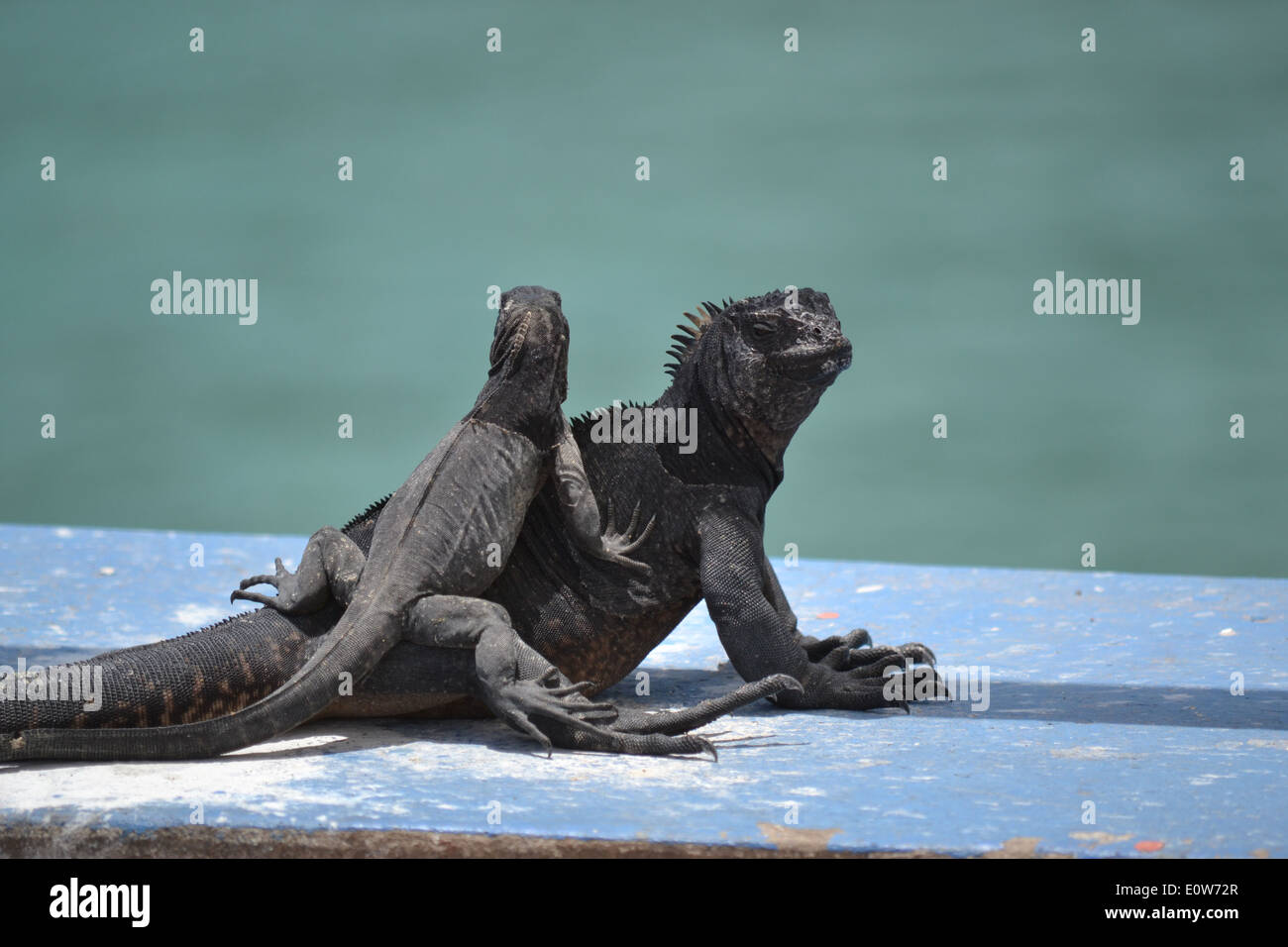 La mamma e il suo bambino iguana Foto Stock