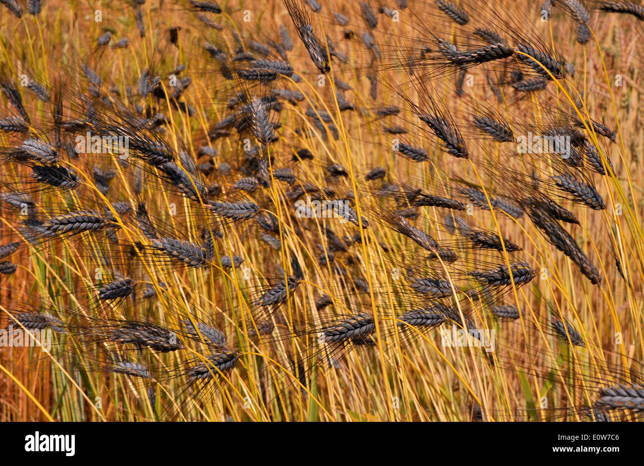 Il Farro (Triticum Dicoccum), spighe mature su un campo. Germania Foto Stock