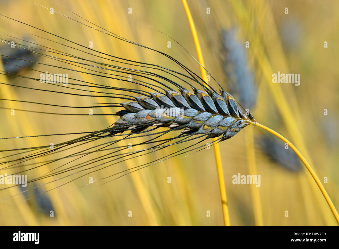 Il Farro (Triticum Dicoccum), mature ear su un campo. Germania Foto Stock