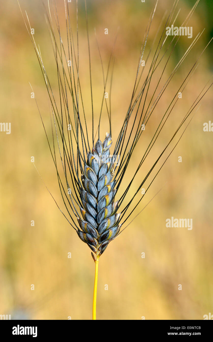 Il Farro (Triticum Dicoccum), mature ear su un campo. Germania Foto Stock