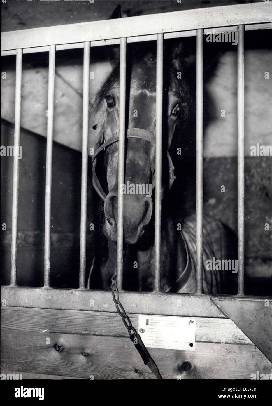 Nov. 25, 1961 - Un Sulky-cavallo arrestato a Berlino: Nel weekend a sette anni Sulky- cavallo era stato arrestato il trotto-gara a Berlino Ovest,. Questo Sulky cavallo era arrivato a Berlino Ovest con le carte del cavallo ''Marrie H.'' e vinto in due volte. I funzionari del trotto-gara erano sospette e un elenco speciale da Monaco di Baviera ha identificato questo cavallo come sulky-cavallo ''Olga'' Il cavallo è stato realizzato utilizzato per un big bet-frud. La foto mostra il triste sulky-cavallo ''Olga'' che viene arrestato nella sua casella. Di fronte al mandato di arresto ufficiale-ordine. Foto Stock