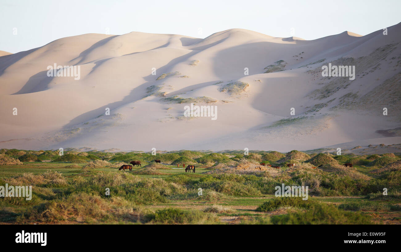 Il mongolo cavalli e bovini che pascolano nel paesaggio di erba di fronte alle grandi dune di sabbia di Khongoryn Els Foto Stock