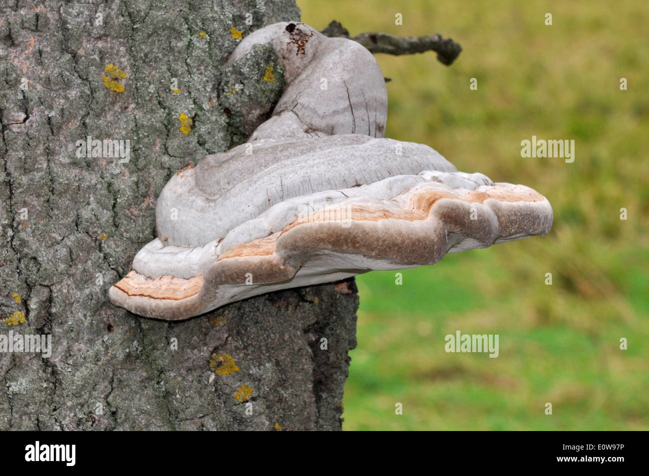 Staffa di salice Fungo (Phellinus igniarius). Corpo fruttifero su un tronco di pioppo. Germania Foto Stock