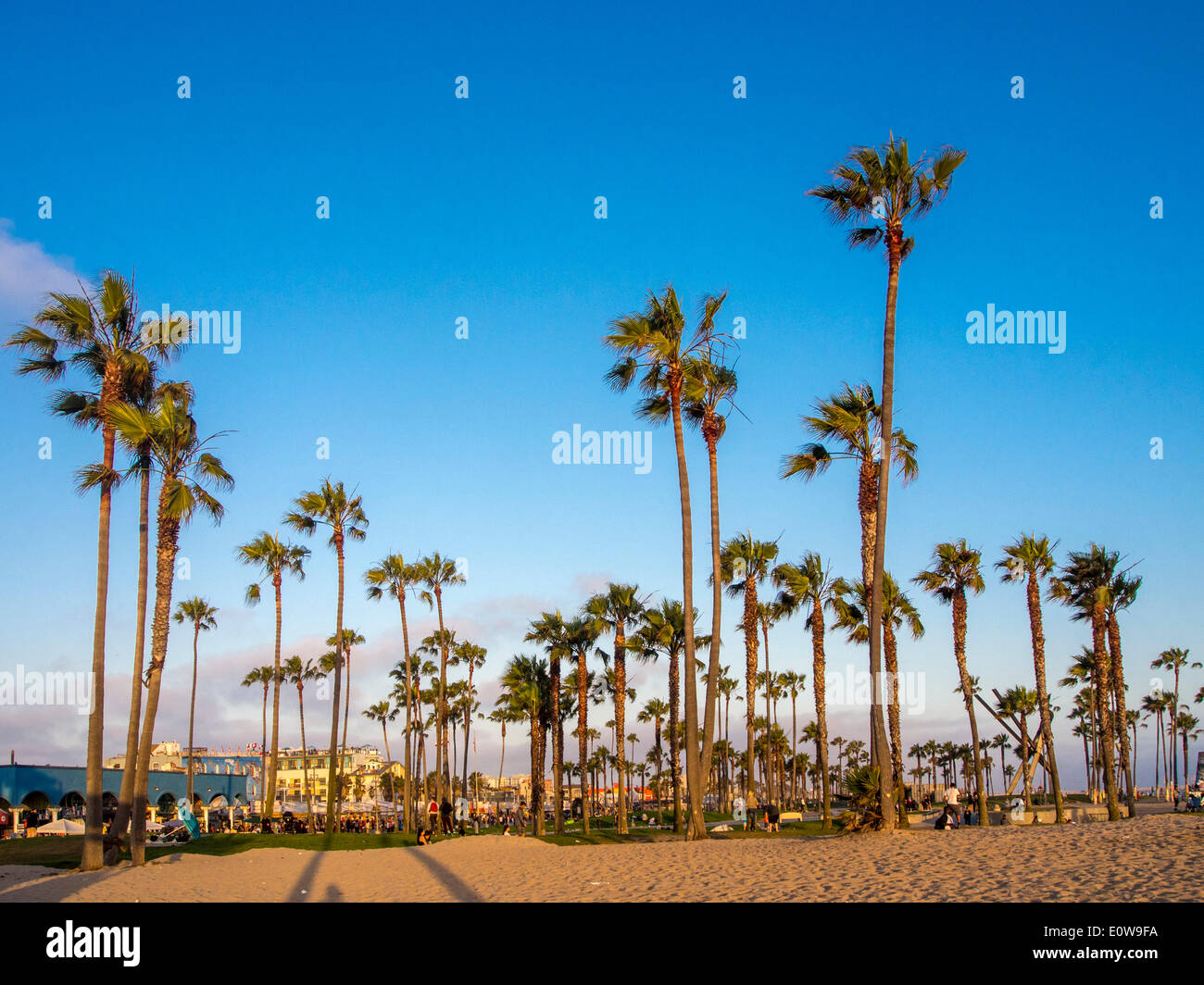 Le palme sulla spiaggia di Venice Beach, California, Stati Uniti Foto Stock
