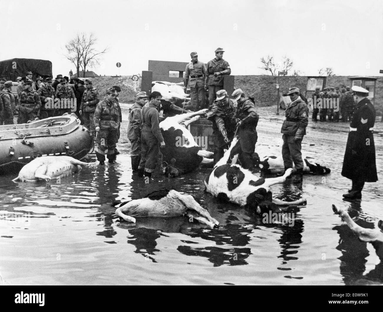 Gli uomini si muovono il bestiame morto in mare del Nord alluvione del 1962 Foto Stock