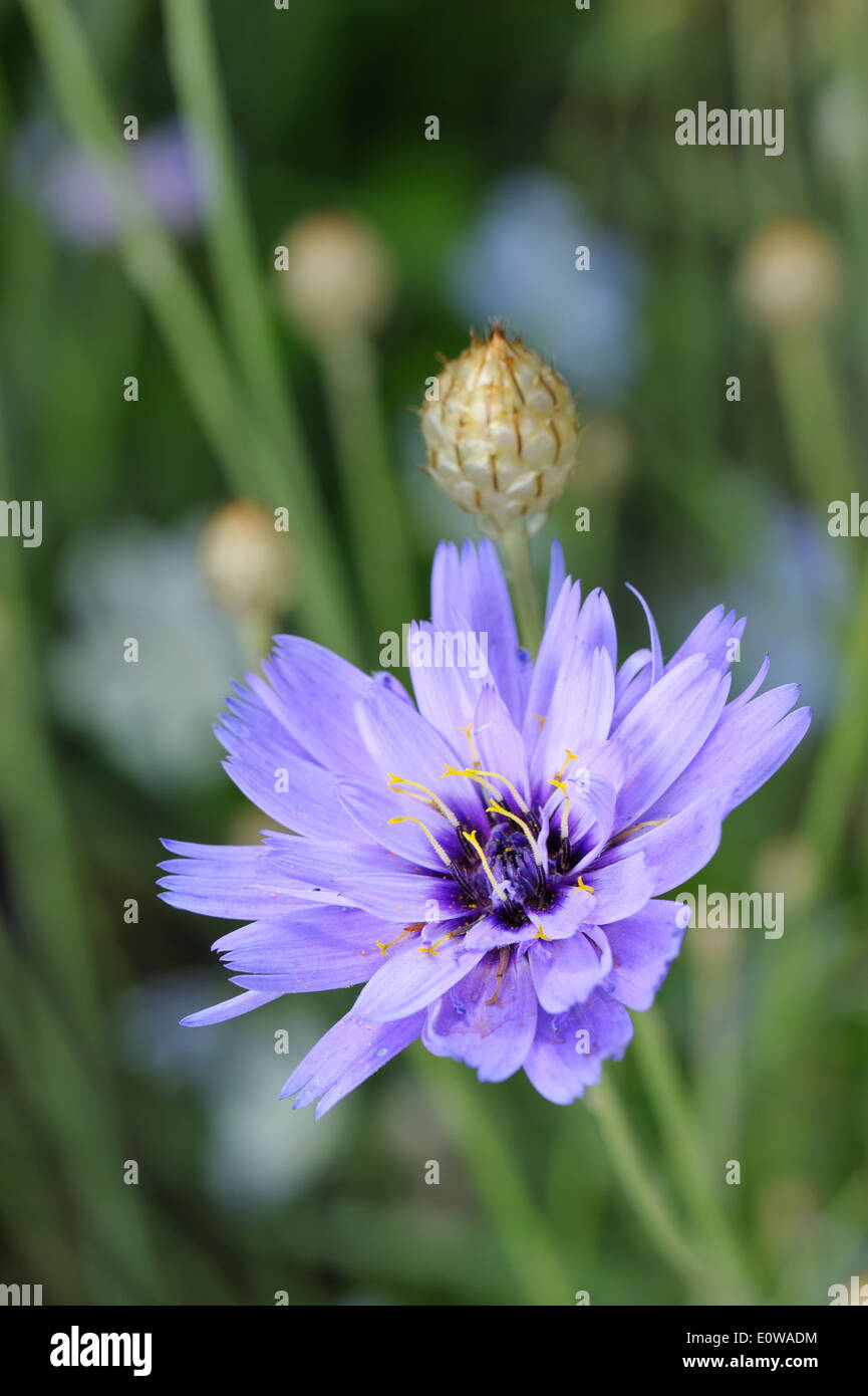 Il blu di piante ornamentali e fiori di medicinali di cicoria Foto Stock