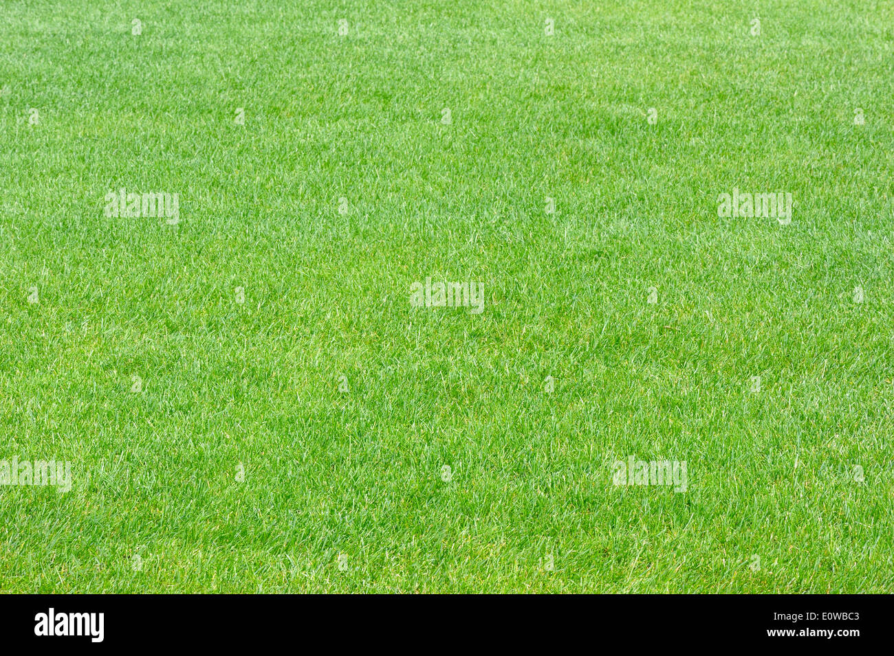 Appartamento prati tagliati, la trama di erba verde. Foto Stock