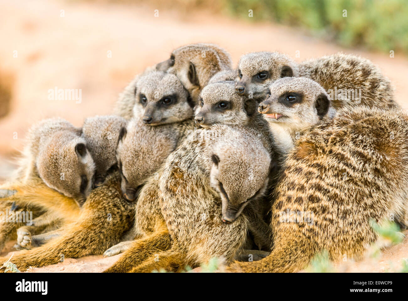 Meerkats (Suricata suricatta), colonia di Karoo, semi-deserto, piccolo Karoo, Western Cape, Sud Africa Foto Stock