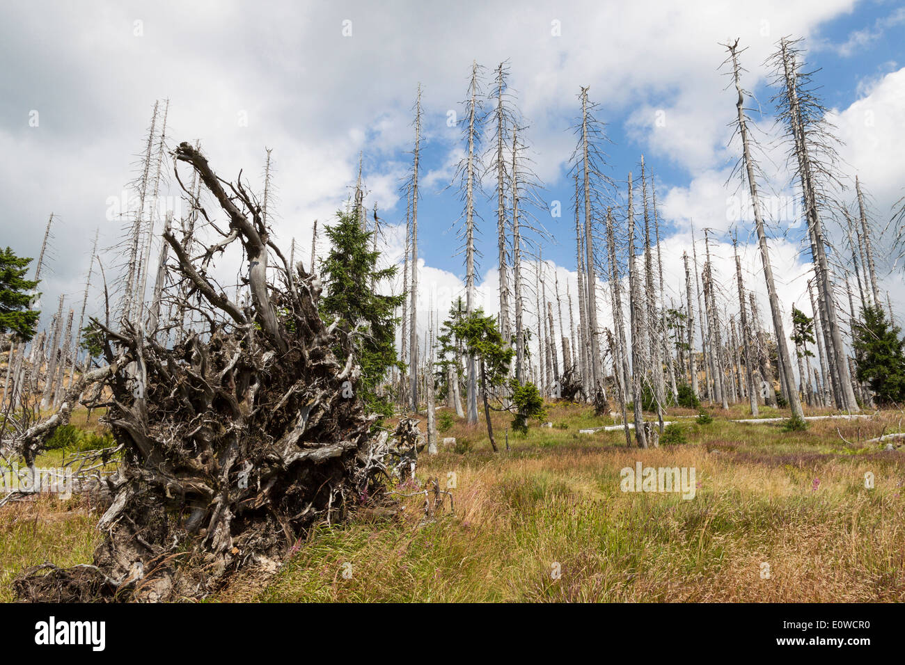 Una grande scala l'infestazione da scolitidi causato un sacco di alberi morti. Tra questi giovani, alberi sani. Parco Nazionale della Foresta Bavarese Foto Stock