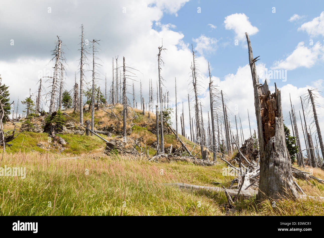 Una grande scala l'infestazione da scolitidi causato un sacco di alberi morti. Tra questi giovani, alberi sani. Parco Nazionale della Foresta Bavarese Foto Stock