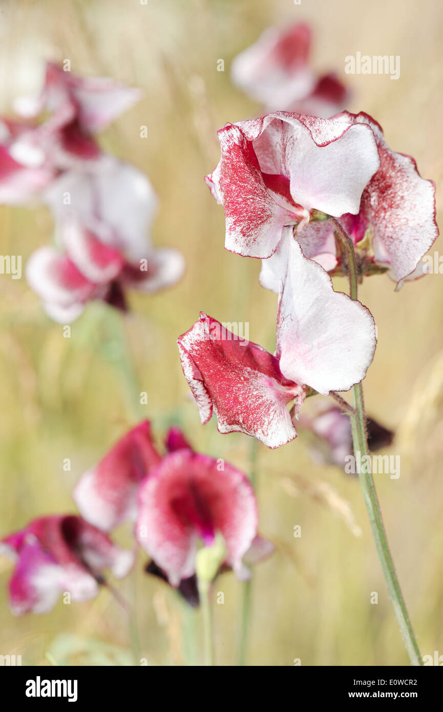 Fiori decorativi di piselli dolci nel giardino. Foto Stock