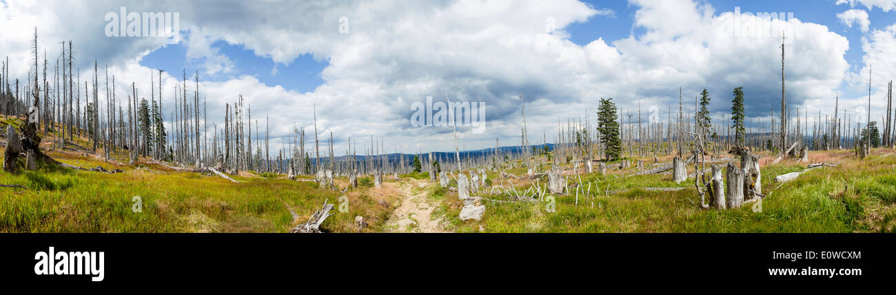 Una grande scala l'infestazione da scolitidi causato un sacco di alberi morti. Tra questi giovani, alberi sani. Parco Nazionale della Foresta Bavarese Foto Stock