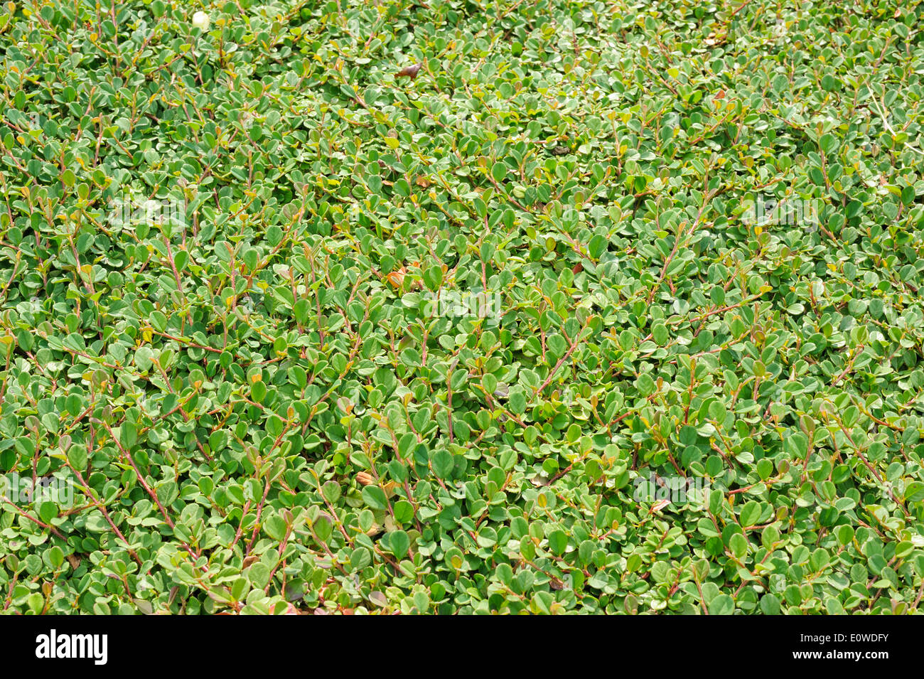 Cotoneaster dammeri, in rapida crescita bassa sempreverde arbusto con rami striscianti Foto Stock