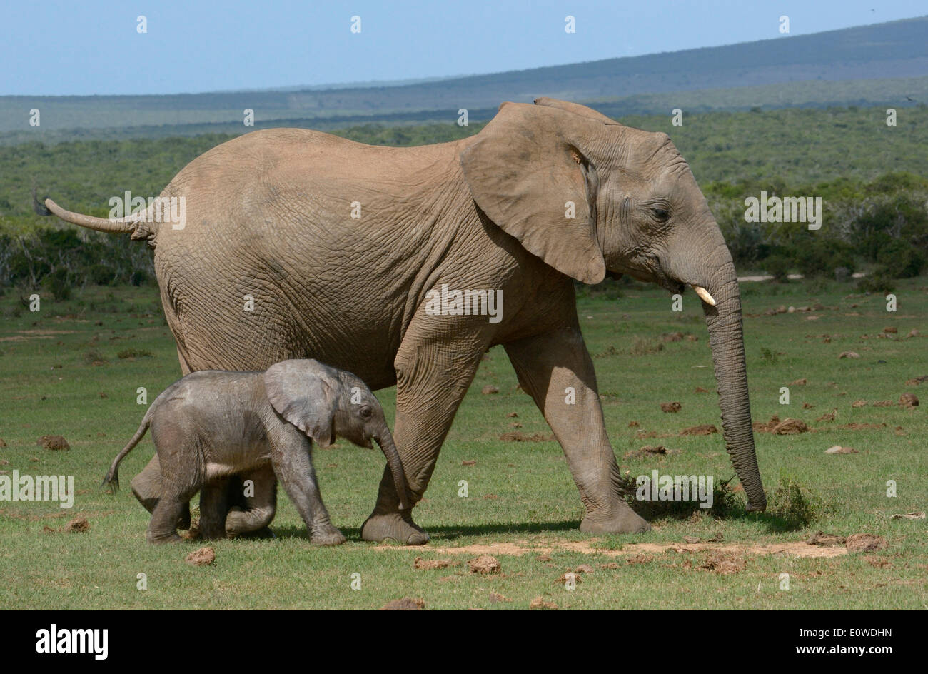 Bush africano Elefante africano (Loxodonta africana), adulti con giovani, 2 giorni, Addo Elephant National Park, Capo orientale, Sud Africa Foto Stock