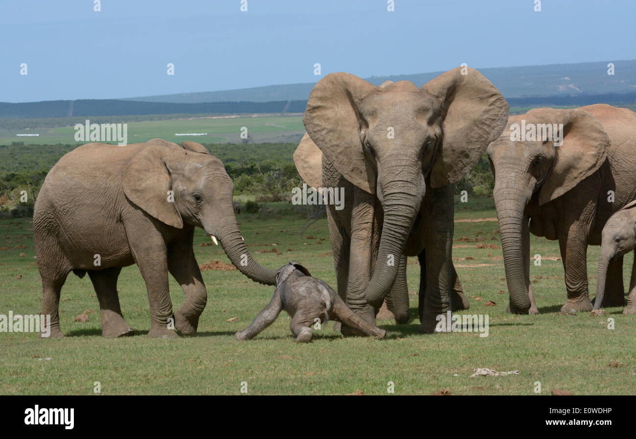Bush africano Elefante africano (Loxodonta africana), adulti con giovani, 2 giorni, Addo Elephant National Park, Capo orientale, Sud Africa Foto Stock