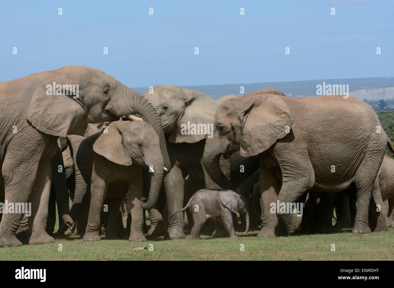 Bush africano Elefante africano (Loxodonta africana), adulti con giovani, 2 giorni, Addo Elephant National Park, Capo orientale, Sud Africa Foto Stock