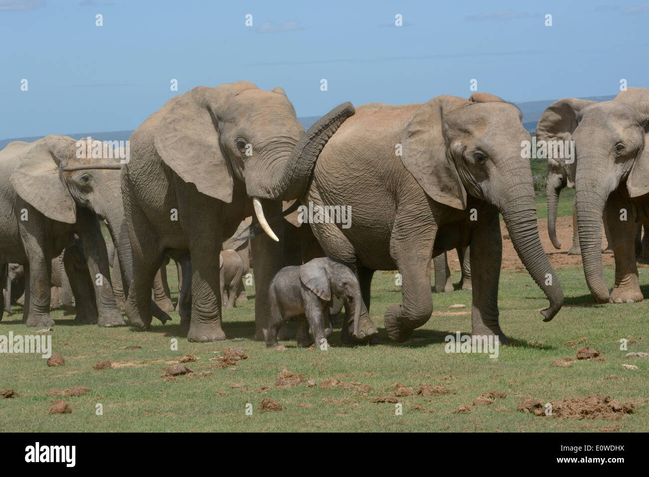 Bush africano Elefante africano (Loxodonta africana), adulti con giovani, 2 giorni, Addo Elephant National Park, Capo orientale, Sud Africa Foto Stock