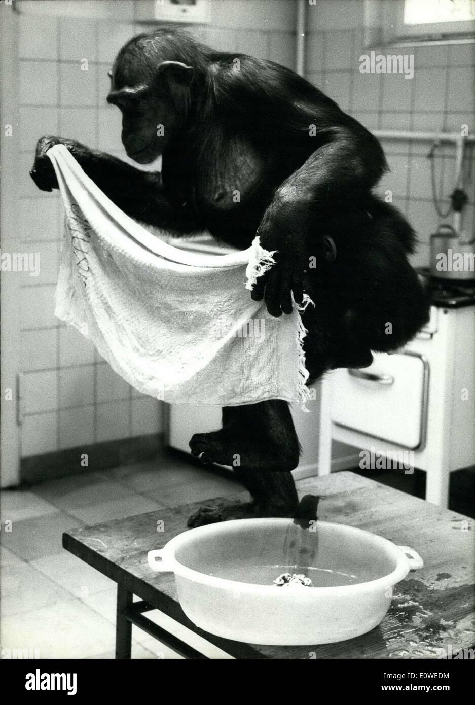 Lug. 24, 1962 - un rilievo a questa ondata di calore è un fresco piede-batch per uno scimpanzé lady Uschi del allo zoo di Francoforte. Ma l'asciugatura dei piedi non è così facile e spesso Uschi si riscalda nuovamente dal farlo, Foto Stock