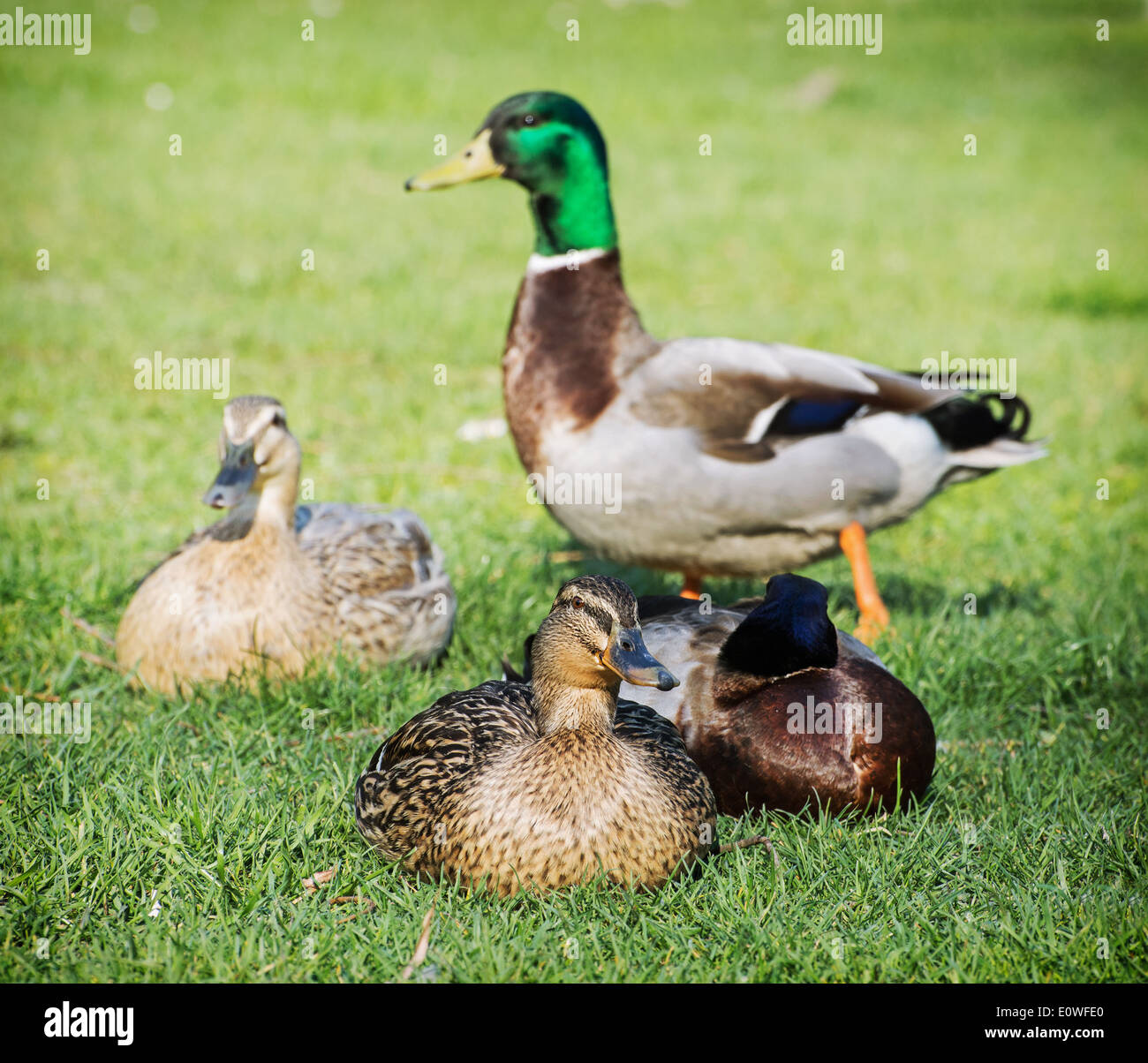 Gruppo di le anatre bastarde crogiolarsi sul prato verde. Foto Stock