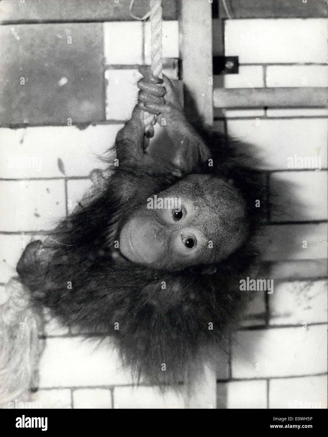 Dic. 17, 1962 - ''Bulu'' prende uno swing per mantenere caldo il mio... ma questo non è vita per un chimp. Cosa può fare un feller fare per tenere in caldo ad eccezione di quella di oscillazione attorno e cercare di mantenere la vecchia pratica di andare. La foto mostra ''Bulu'' guardando siamo spiacenti per se stesso a Regents Park Zoo di Londra. Foto Stock