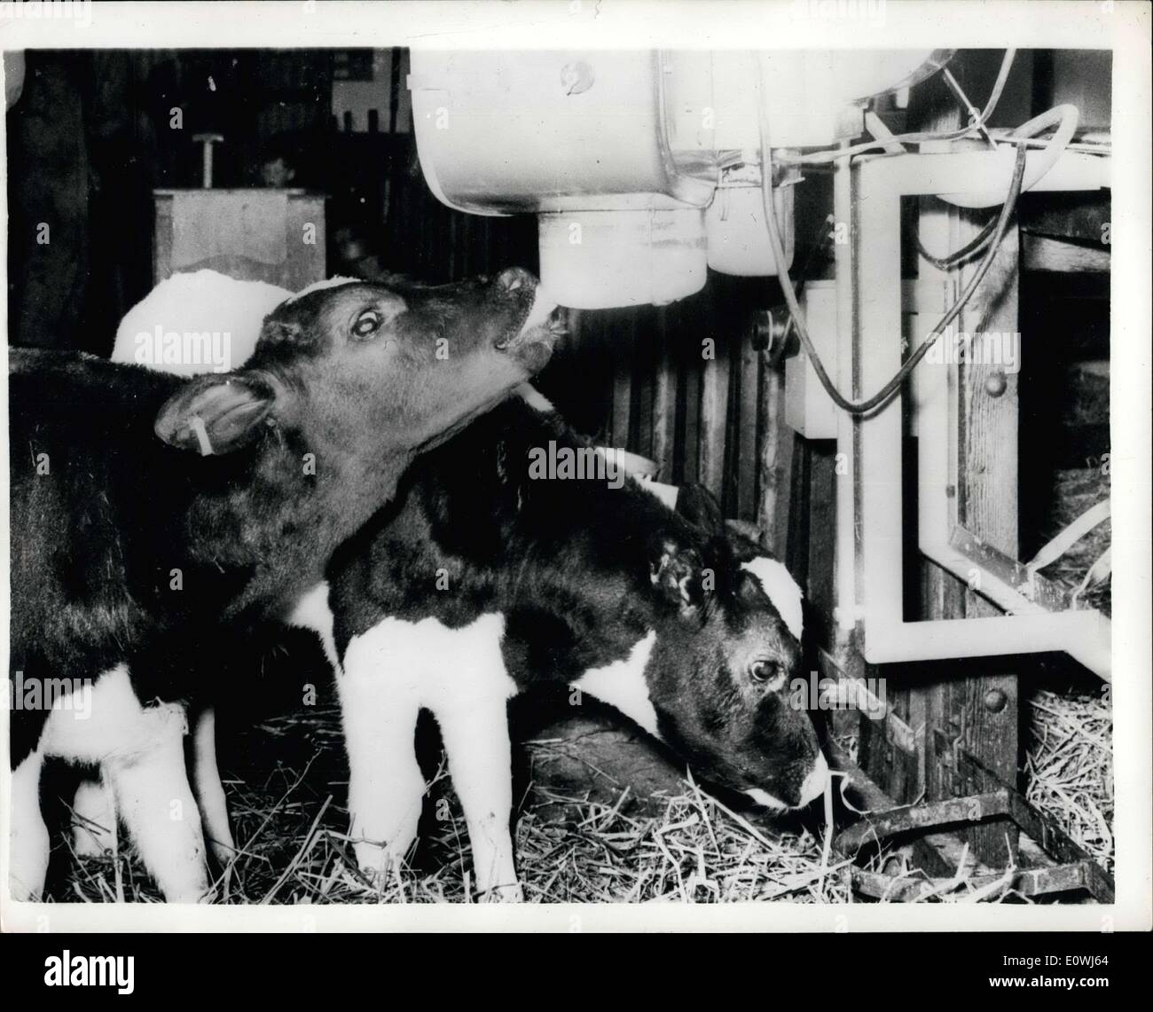 17 maggio 1963 - La mucca automatica: un americano di invenzione che viene utilizzata in una fattoria in Cumberland, ed è creduto per essere il primo nel nord dell'Inghilterra, è questo ''vacca automatico". La macchina mescola il proprio latte e lo alimenta alla temperatura corporea attraverso un test e come la fornitura è illimitata Tutti i vitelli possono avere quanto di cui hanno bisogno e non vi è alcun rischio di quelli più deboli che è spinto fuori da quelle forti e non ottenere la loro piena condivisione di latte. Questa macchina può guardare dopo 18 vitelli, e ciò potrebbe significare una cinque giorni a settimana per gli agricoltori, in quanto esso può funzionare per tre giorni senza attenzione Foto Stock