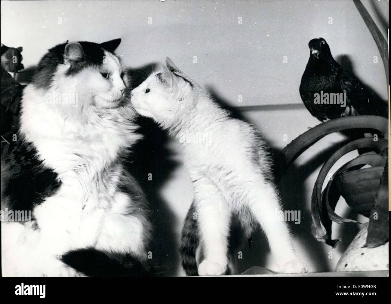 21 dicembre 1963 - Protestation dell'amore: tra i due gatti e Little Pigeon deve guardare da un fiore-pot. ma che è la volontà del destino per celibi. Foto Stock