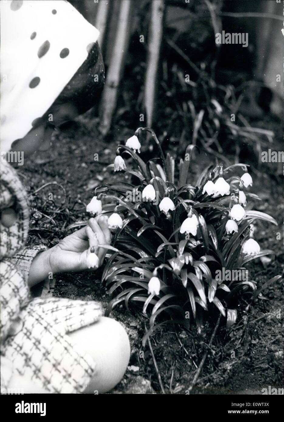 Apr. 04, 1964 - Tre settimane dopo l inizio della primavera... l'inverno è arrivato con la neve e il freddo. Ma poco Peggy ha trovato la neve-gocce nel suo giardino e nonostante questo sintomo ancora la molla deve venire facilmente. Foto Stock