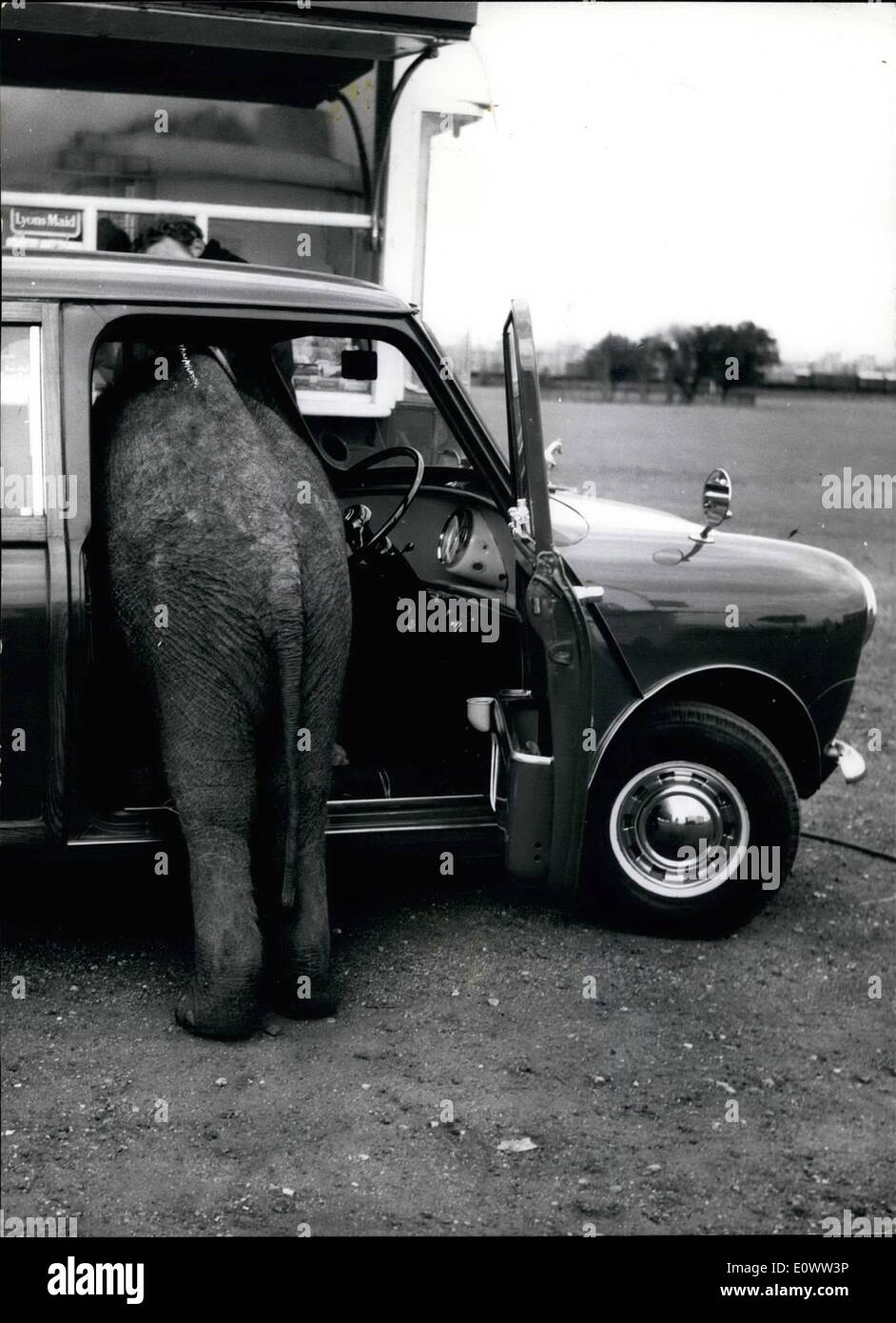 Mar 03, 1964 - Tamil ci dona la vista posteriore per mostrare come i piccoli che egli è in grado di risalire all'interno di una mini auto. n Foto Stock