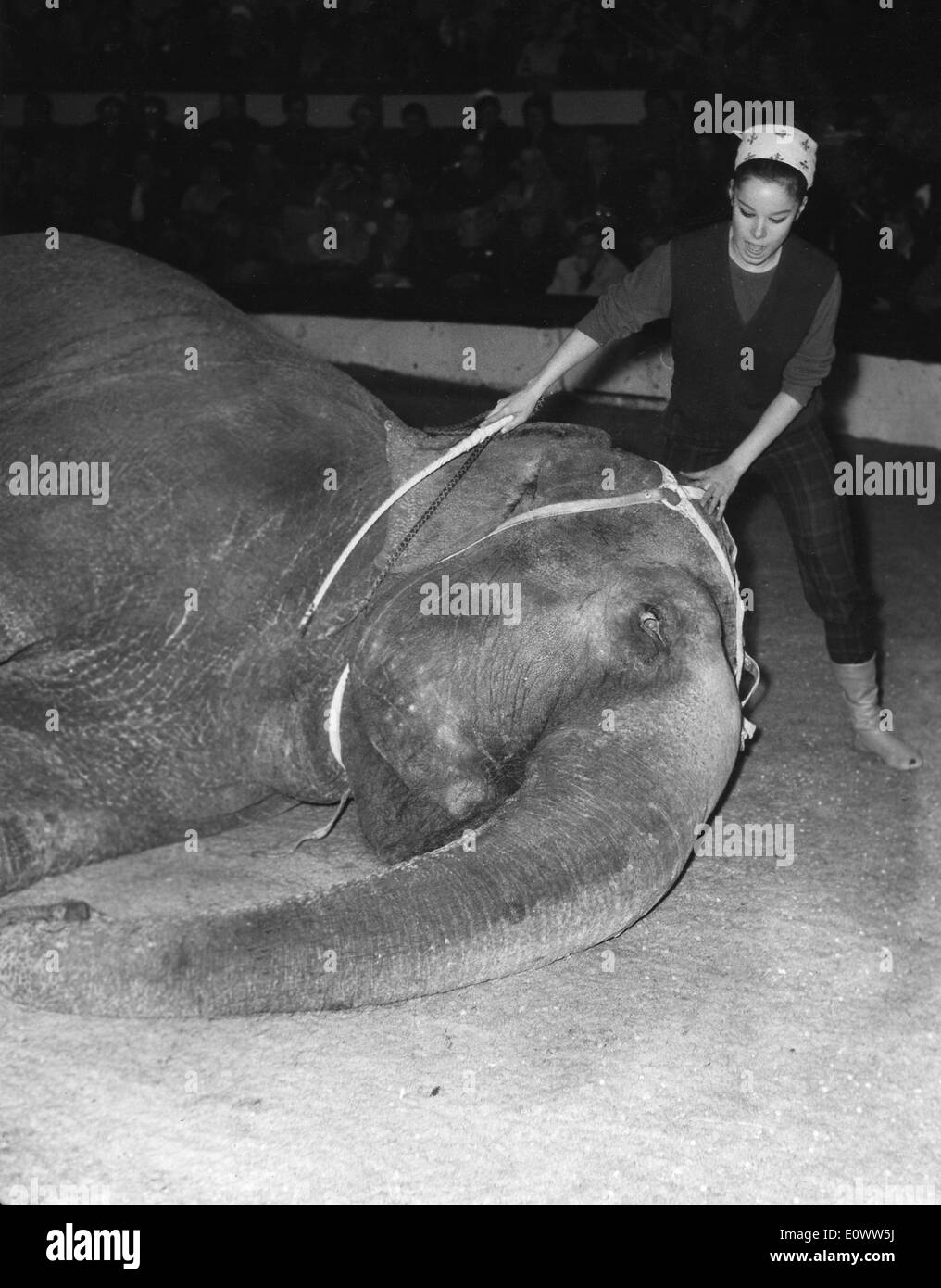 Mar 4, 1964 - Parigi, Francia - Ballerina GERALDINE CHAPLIN che ripete il suo elephant addomesticare atto al Cirque d'Hiver a Parigi. Gli artisti' Unione sarà in possesso di un gala per tutte le famose stelle dello schermo per eseguire. Foto Stock