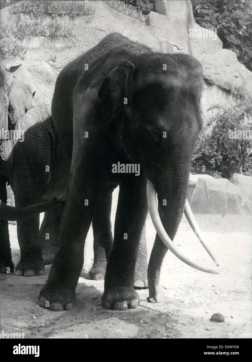 Il agosto 29, 1964 - Nuovo elefante a Vincennes Zoo: Siam Foto Stock