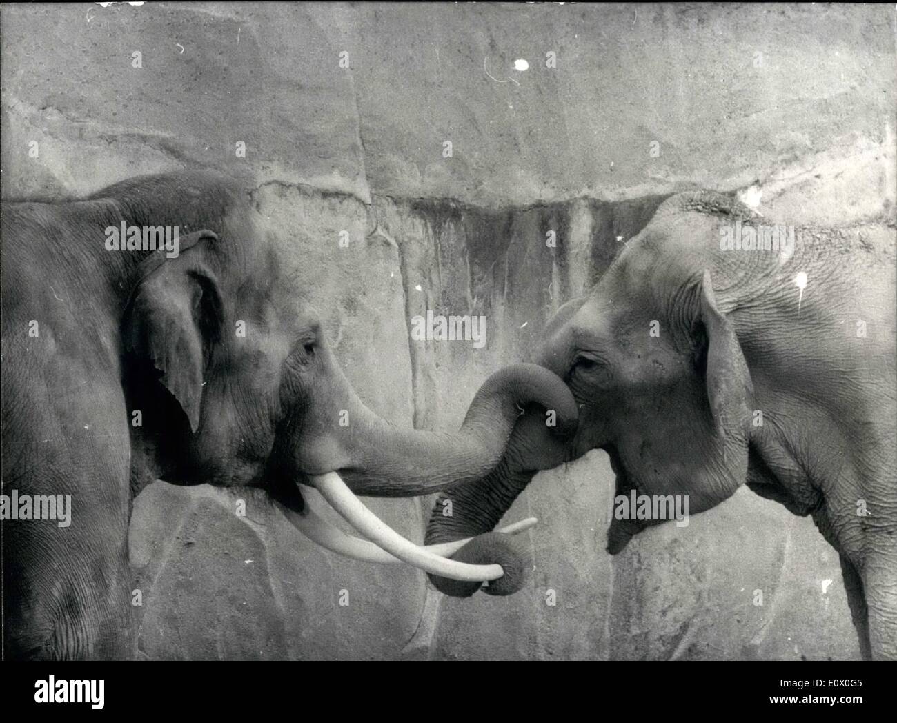 Sett. 09, 1964 - Siam combatte l''Siam'', la nuova aggiunta a Vincennes Zoo (un elefante da Siam che ha mantenuto le sue zanne) ha un argomento con un altro elefante maschio che sembra non gradisce il bullismo modi del nuovo arrivato. Foto Stock