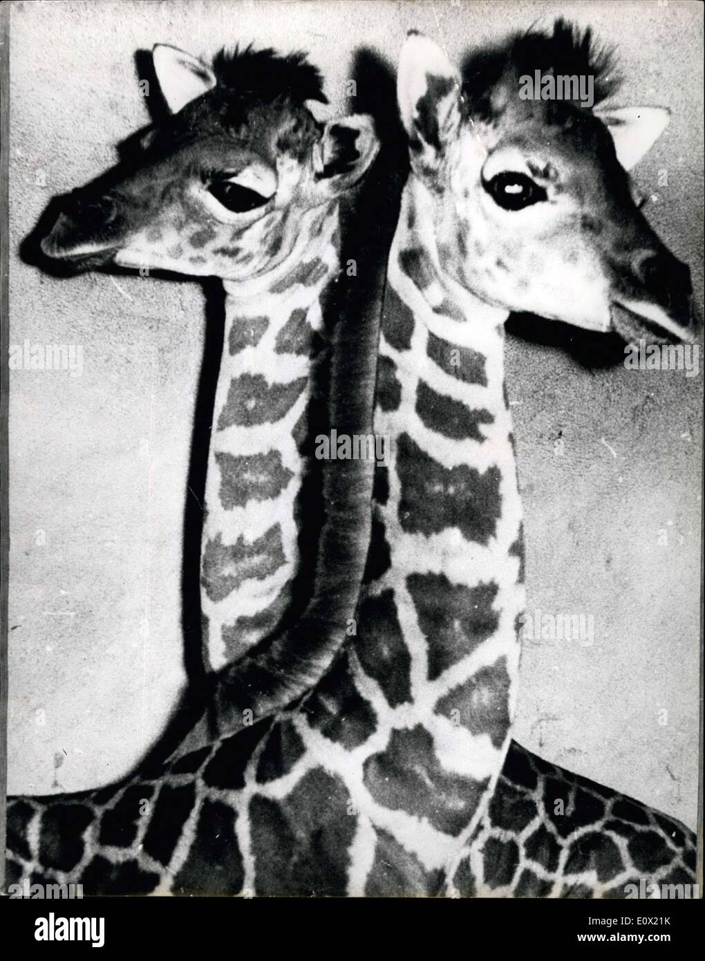 Dic. 24, 1964 - proprio come Bookends: questi due giraffe sono nati circa una settimana fa a Taronga Park Zoo Sydney Australia e sono considerati dai loro detentori di essere una quasi perfetta coppia. I guardiani, che hanno mantenuto un occhio ansioso su le loro madri di Clare e nocciolo per più di un anno prima che il bebè è arrivato, considerarli come gemelli. Nomi del tipo a Pete e ripetere - Kate e duplicare erano trastullati con prima erano nati. Foto Stock