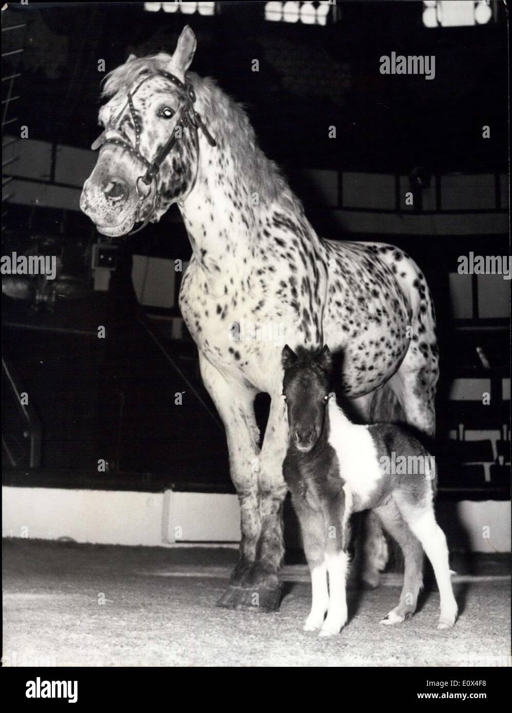 Mar 29, 1965 - Il piccolo poney e il suo padrino: ''Tarzan", il piccolo pony nato al Cirque d'Hiver, Parigi, alcuni tie fa, ha un padrino, un altro Circus cavallo anche denominato ''Tarzan''. La foto mostra ''Tarzan", il piccolo pony e il suo padrino. Foto Stock