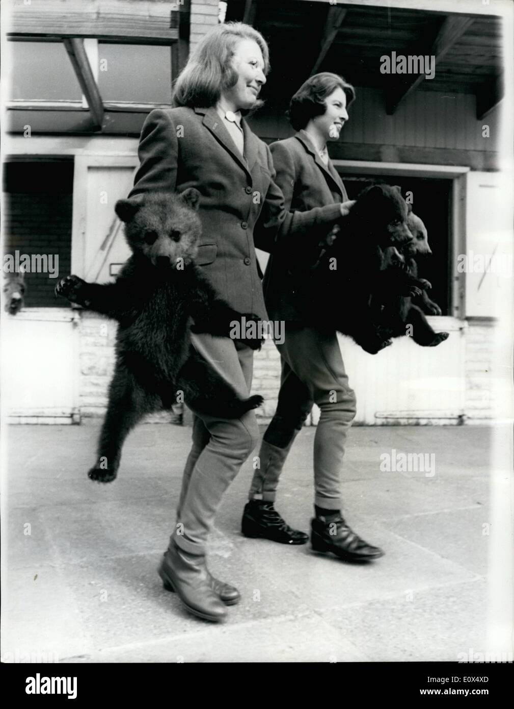 Apr. 04, 1965 - L'orso bruno Lupetti fanno il loro debutto.chiamato dopo ''Pop'' Stelle- polverosa - Sandie e Herman.: le tre Comunità orso bruno cuccioli nati a Zoo Whipsnade otto settimane fa - erano in mostra ci ieri per la prima volta. Il modo corretto di gestire bear cubs - se non si desidera ottenere morso o graffiato - è stata dimostrata da Zoo ragazze Sandra Stanley e pagare Sumpner. Essi devono essere portati dalla scruff del collo mostra fotografica di Sandra e Stanley Pat Sumner effettuare le tre Lupetti - cui è stato dato il ''pop " nomi di ''Herman - polveroso e Sandie. A whipsnade Zoo. Foto Stock