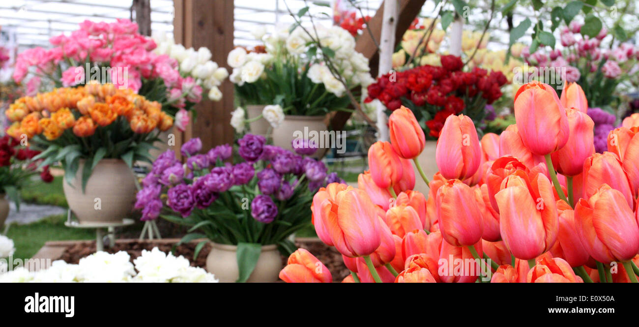 Londra, Regno Unito. 19 Maggio, 2014. Lampadine Bloms visualizzazione alla RHS Chelsea Flower Show VIP e premere giorno nella motivazione della Royal Chelsea Hospital di Londra il 19 maggio 2014 Credit: KEITH MAYHEW/Alamy Live News Foto Stock