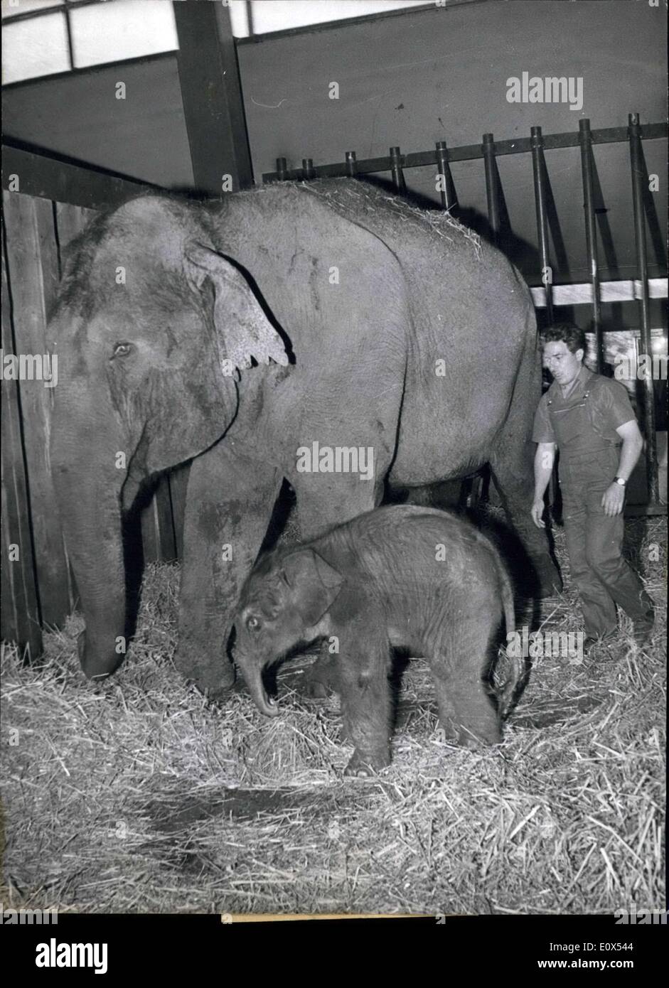 28 maggio 1965 - Ancora '"wet dietro le sue orecchie'' probabilmente è questo elefante baby, nato il 19 maggio in lo zoo di Hannover e al Foto Stock