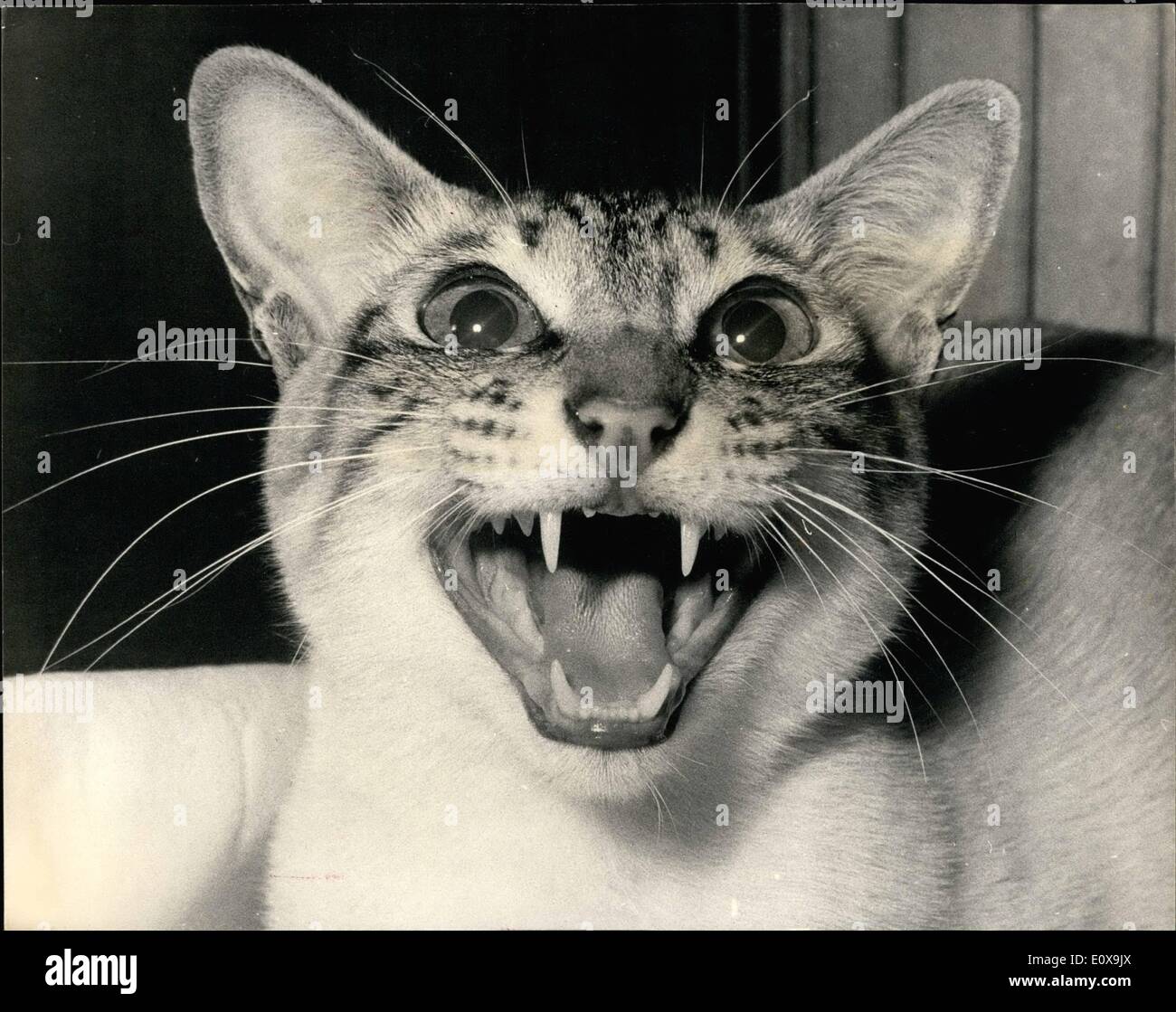 Il 12 Dic. 1965 - National Cat Club Championship Show: Foto mostra un fine di studio di ''SCipollino ukinga'' - Un Lynx-Point - Nuovo tipo di razza, a oggi la National Cat Club Championship mostra all'Olympia. Foto Stock