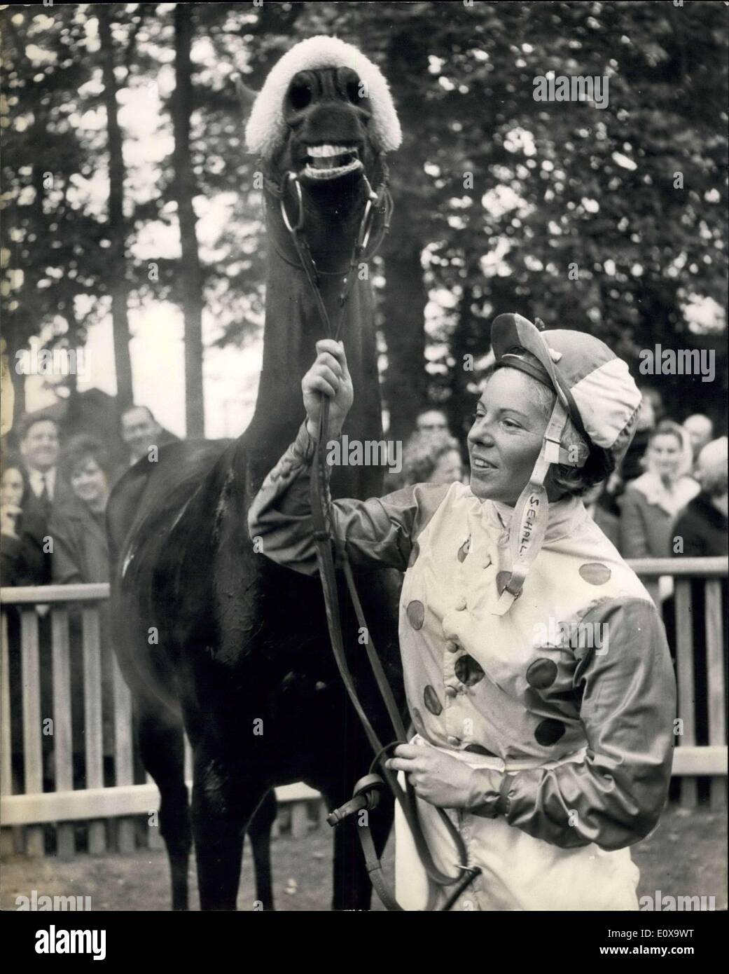 Ottobre 14, 1965 - 14-10-65 annuale di Newmarket Town piastra. L annuale Newmarket Town piastra è stata vinta oggi da Dalnamein , cavalcato da Miss S. Hall, con gambo girare (Miss D. Thomson-Jones), 2nd, Huguenot (Sig.ra J. Oxley), 3rd. Keystone Foto Mostra: Dalnamein sembra aver conosciuto che ha vinto la gara, come egli si pone con il suo fantino, Miss S. Hall, dopo la gara di oggi, nel contenitore unsaddling Foto Stock