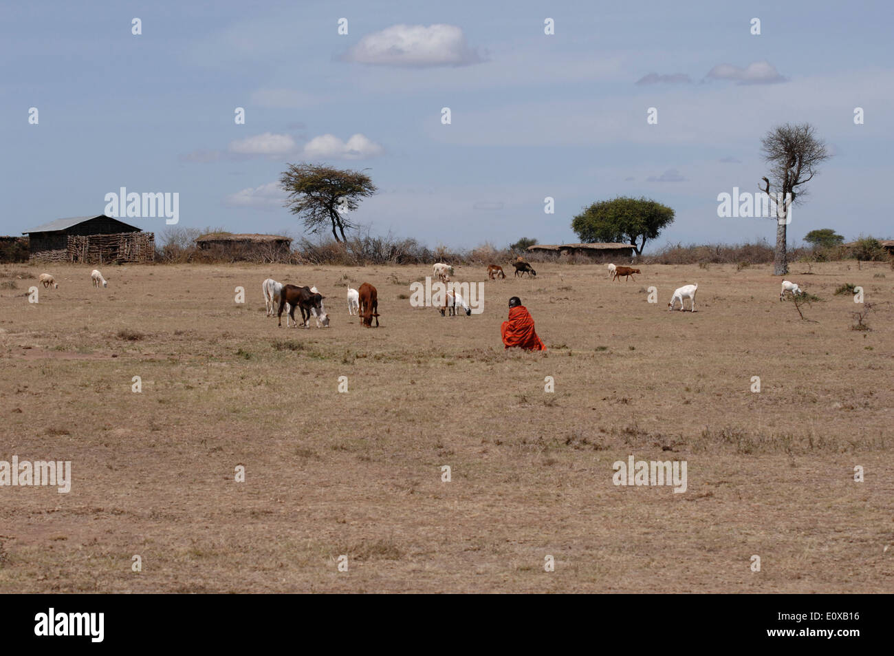 Masai boy tendendo i caprini Foto Stock