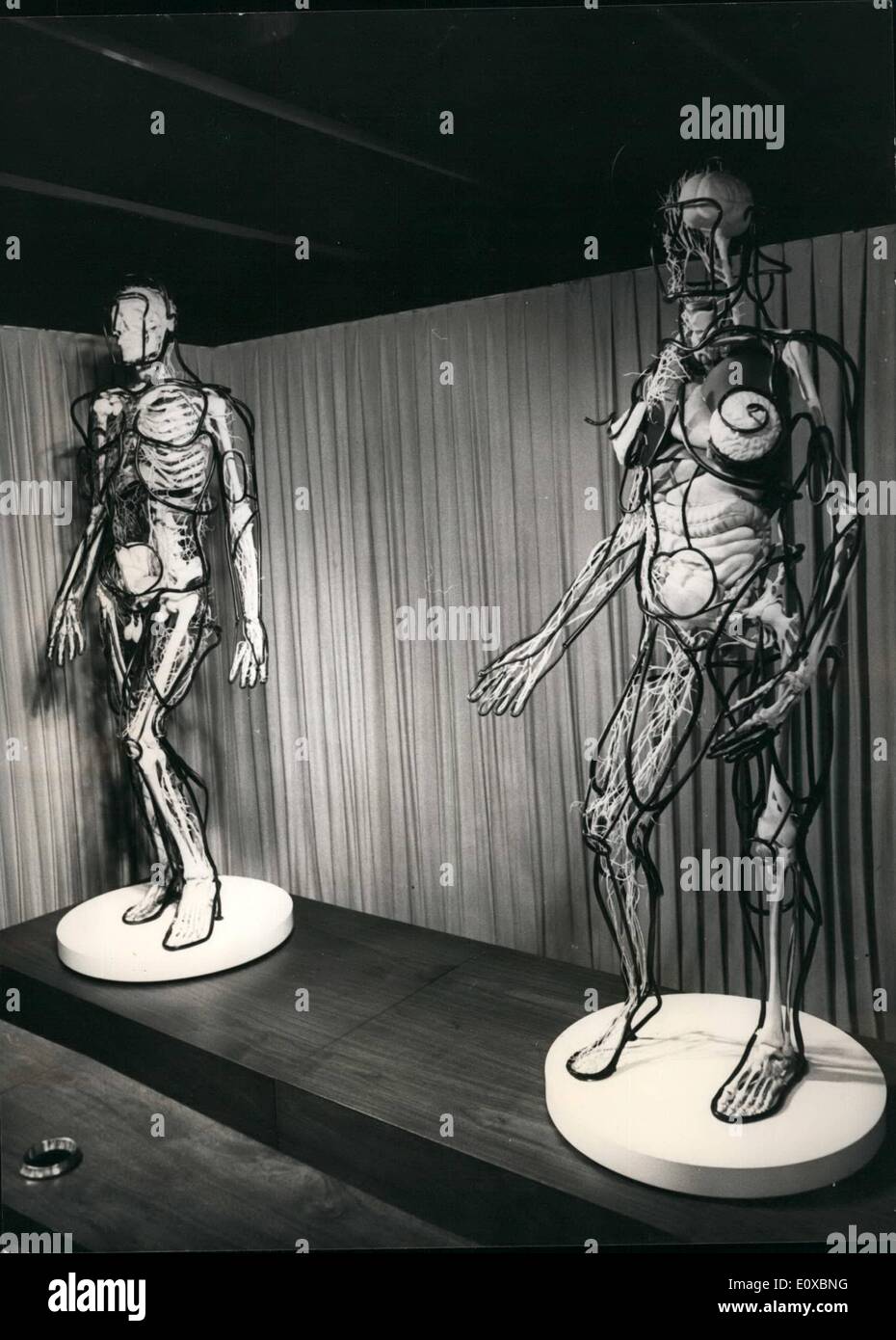 Febbraio 02, 1966 - Nuova mostra per il Dipartimento di Chimica presso il Museo della Scienza: Un sorprendente nuova mostra nel Dipartimento di Chimica del museo della scienza è una parte di figure umane maschio e femmina costruito in modo tale da mostrare tutti gli organi, illuminata a sua volta. Le figure sono state fatte a Claveland Salute Museo negli Stati Uniti. Essi forniranno un pezzo centrale per un gruppo di mostre sulla chimica della vita umana tra cui la chimica e la droga, conservazione di cibo, analisi di alimenti e di biologia molecolare. Si è registrato un commento parlato Foto Stock