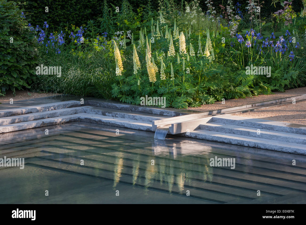 Giardino moderno e contemporaneo con una piccola piscina con laghetto e l'acqua rigogliosa del giardino presenta cascate d'acqua su pavimentazioni in pietra, bordo fiorito con lupini gialli lupini lupini inglesi Foto Stock Giardino moderno e contemporaneo con una piccola piscina con laghetto e l'acqua rigogliosa del giardino presenta cascate d'acqua su pavimentazioni in pietra, bordo fiorito con lupini gialli lupini lupini inglesi Foto Stock