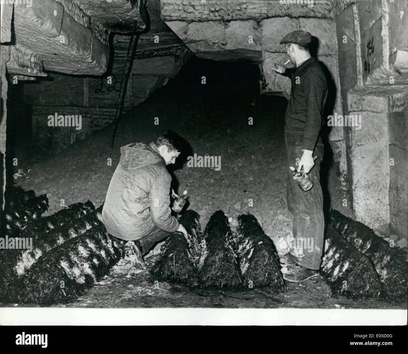 Apr. 04, 1966 - produttori di funghi vivono nella paura. Gli abitanti dei villaggi, Zichen, Zussen e audace, vicino alla cittadina olandese di Maastricht, vivono nella paura a causa del pericolo delle loro case di crollare. Recenti piogge pesanti hanno causato alcune delle gallerie del fungo sotterraneo vivai di crollo. Molti degli abitanti guadagnarsi da vivere coltivando i funghi. Il terreno è costituito da marne - e nel 1958 18 uomini sono stati uccisi a causa di crollo nel morbido marl metropolitana Foto Stock