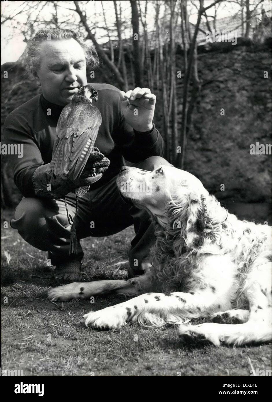 Apr. 13, 1966 - Il solo falconer della Baviera è Sepp Wensauer (Sepp Wensauer) dal quarto in Wald. Già come un giovane uomo che egli era molto interessato in ornitologia, soprattutto gli uccelli da preda. Ogni volta che un tale uccello è stato trovato ferito nel quartiere, egli è stato portato al sig. Wensauer, che si prese cura di lui. Come egli era così familiarità con le abitudini degli uccelli della preda , ha aderito il tedesco Falcon ordine nel 1936 e da allora egli è un appassionato amico di hawking. Il collezionista di valore per un tale hawk è fra DM 10.000 e 20.000 e tuttavia è molto difficile ottenere una prima classe hawk Foto Stock