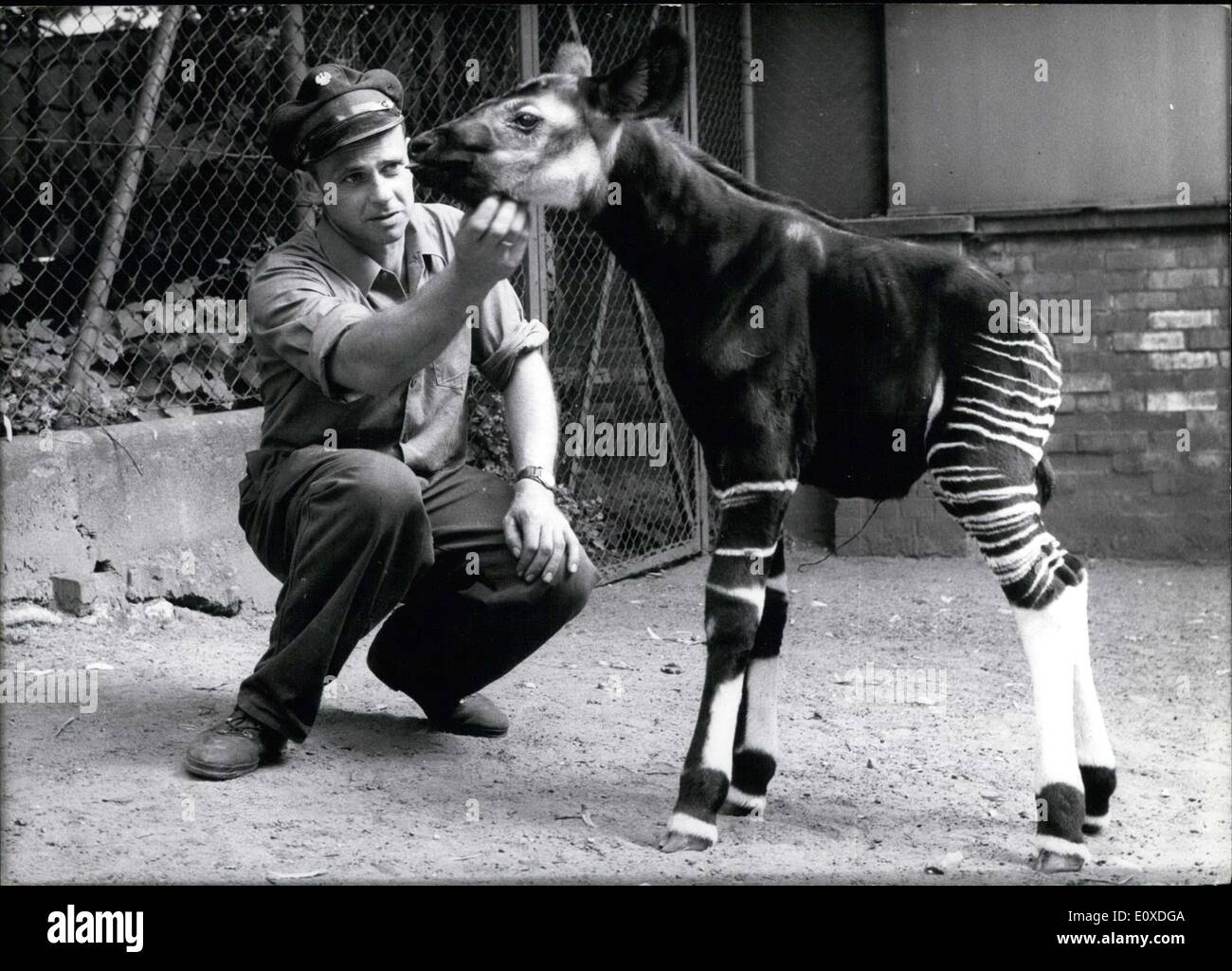 Giugno 11, 1966 - qui raffigurato è ''Josef'' e okapi bambino nato a lo Zoo di Francoforte il 2 giugno 1966. Il raro animale è preferito un particolare del custode Reinhard Weiss(foto). Di nascita e di allevamento degli okapis è particolarmente difficile in un zoo impostazione. Il Professor Bernhard Grzimek e suo figlio Michael ha portato il primo okapi a tedesco nel 1954 in uno speciale piano d'aria. Foto Stock