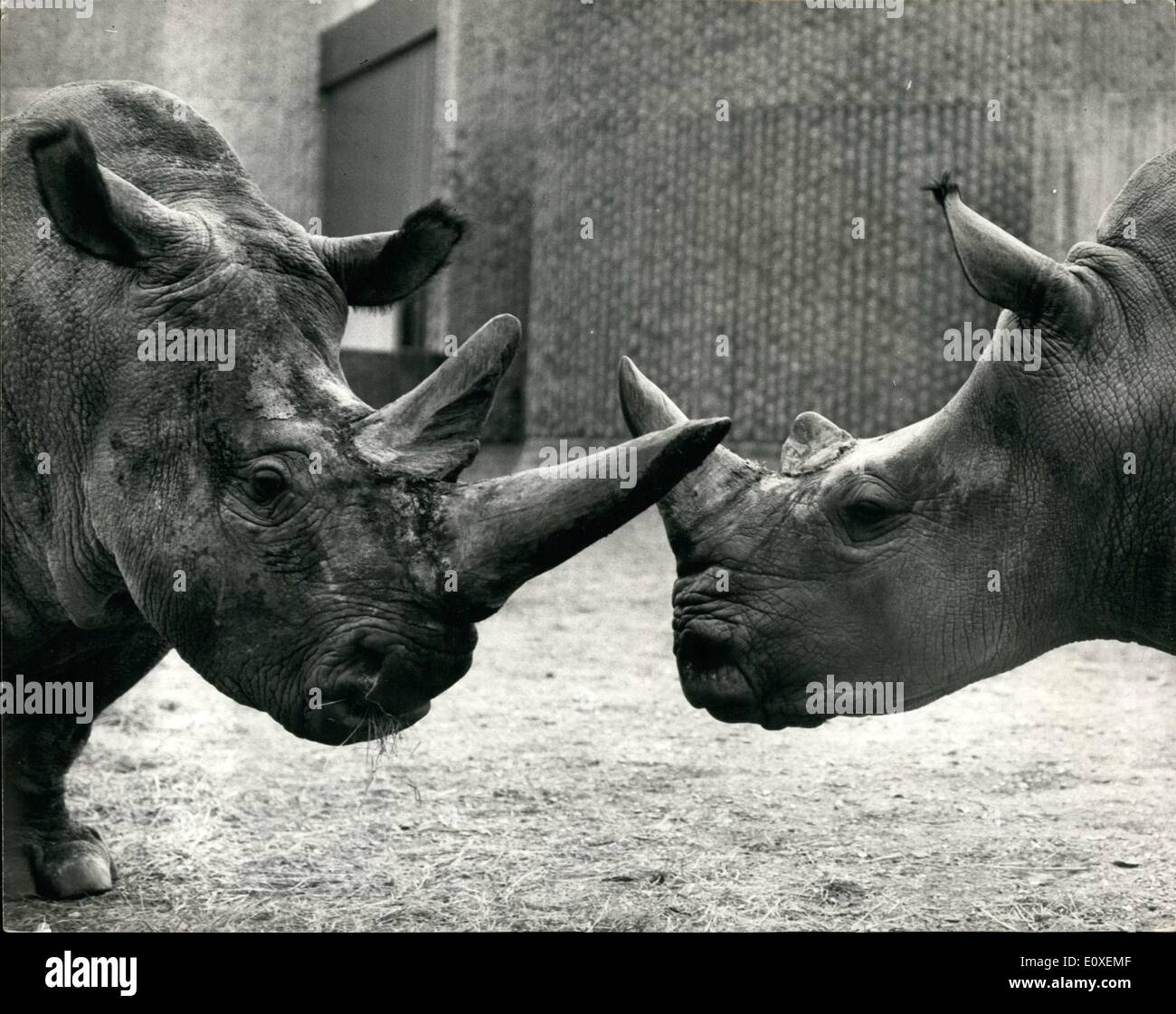 Agosto 08, 1966 - Due bianchi di rinoceronti nella stessa Paddock allo Zoo.: ''Ben'' e ''Mashobeni'', i due whits rinoceronti vivono nell'elefante padiglione presso lo Zoo di Londra, sono stati messi insieme nella stessa paddock per la prima volta la scorsa notte. Questo incontro è stato molto soddisfacente e, dopo alcune iniziali giocoso il combattimento si stabilirono in giù bene insieme Foto Stock