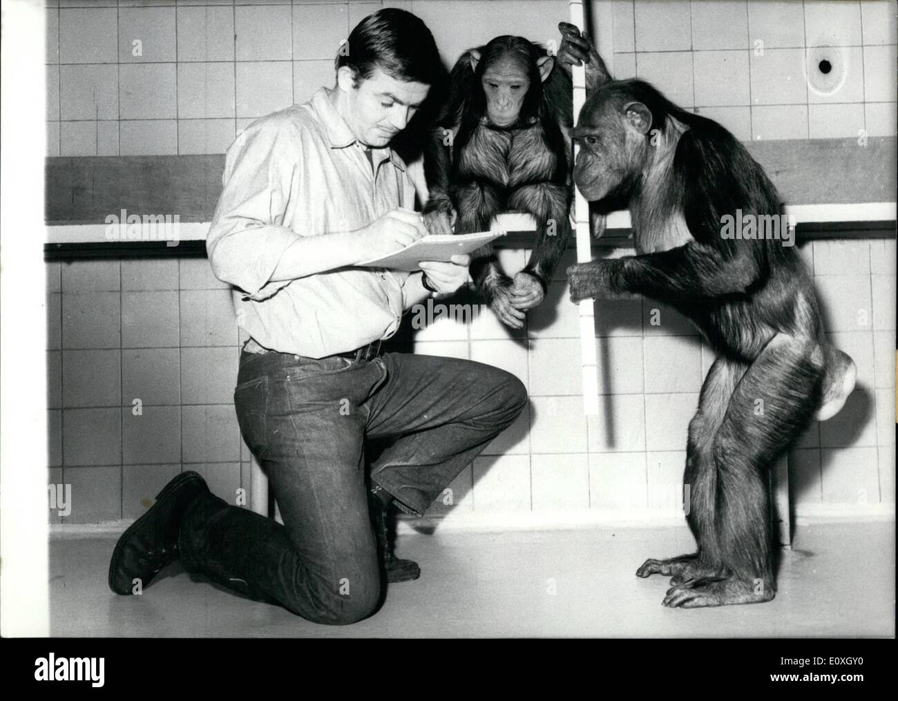 Il 12 Dic. 1966 - Animale custode Klose è la marcatura verso il basso il tasso di crescita di uno scimpanzé 'Senga'', mentre il bambino scimpanzé madre dell ''Uschi'' si affaccia su inquisitively. La scultura ''Florentiner Mann'' - scultore Hermann Blumenthal. Foto Stock