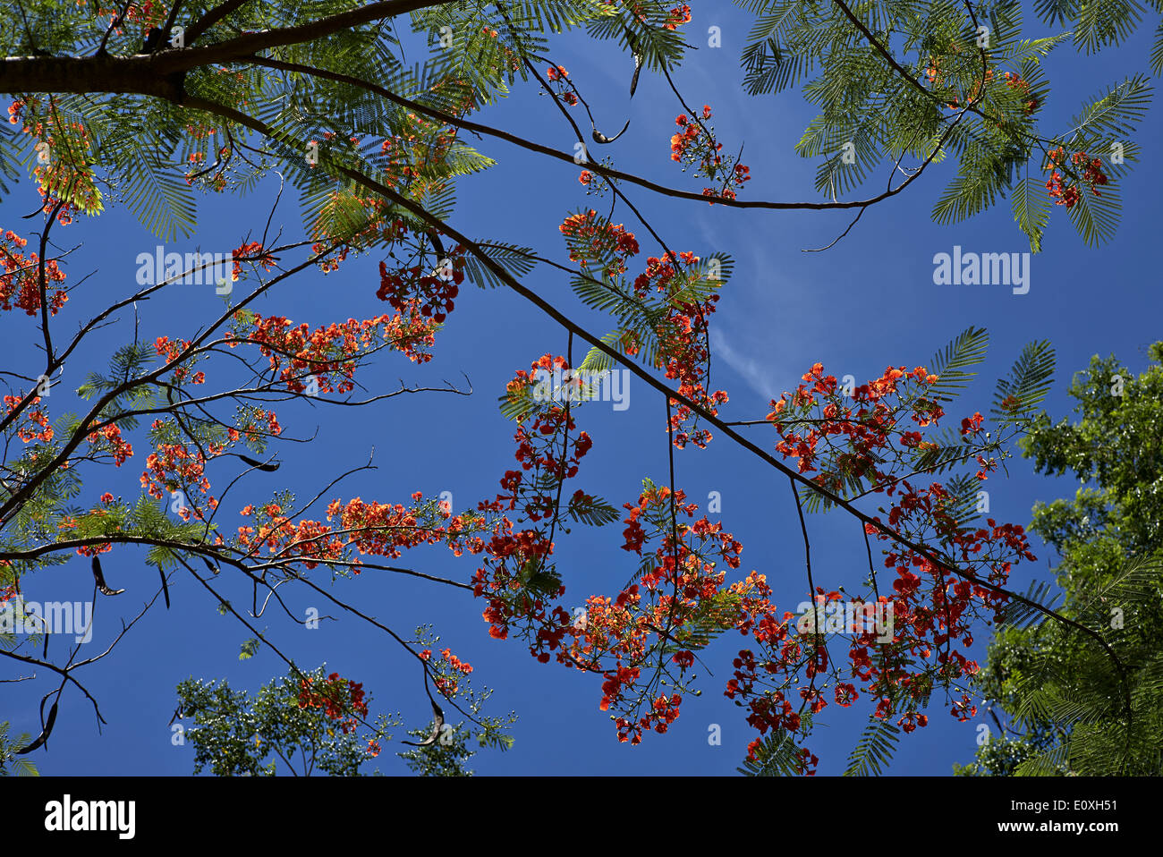 Royal Poinciana albero in fiore (Delonix regia) Thailandia SUDEST ASIATICO Foto Stock