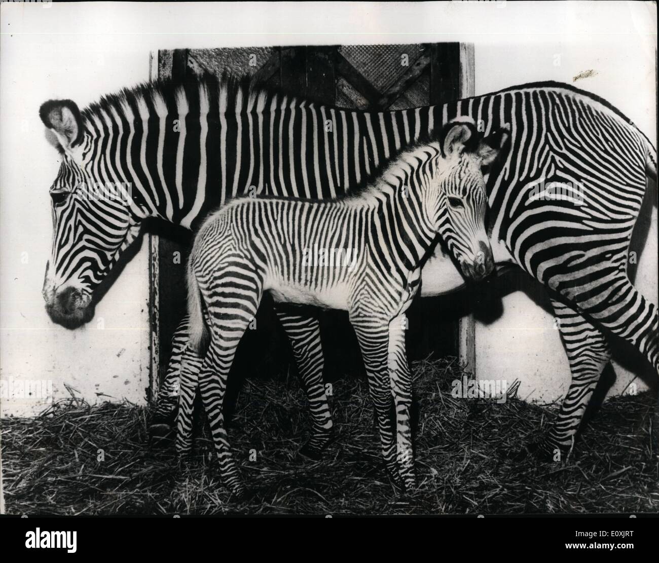 Febbraio 02, 1967 - Si tratta di un ragazzo - di nuovo: nonostante la gioia comune sentita la scorsa settimana presso lo Zoo di Francoforte la seguente la nascita di un asino-zebra, vi è stata una leggera sensazione di delusione. Durante gli ultimi dieci anni, otto asino-zebre sono nati allo zoo, e sette di loro erano di sesso maschile, e si spera che questa volta sarebbe una femmina - ma ancora una volta si è rivelato essere un maschio. L'asino - zebre appartengono alle spiagge più belle e-designer animali delle loro gare e vivere nelle Highlands di Abissinia. Foto Stock